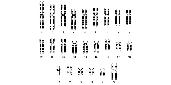 Kromosom maksud Kromosom