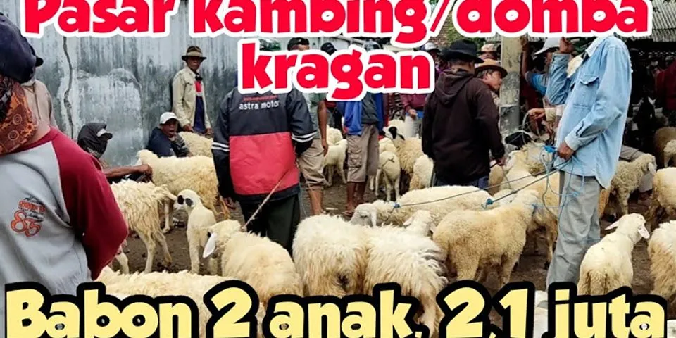 Harga kambing Gibas 2020 Jawa Timur