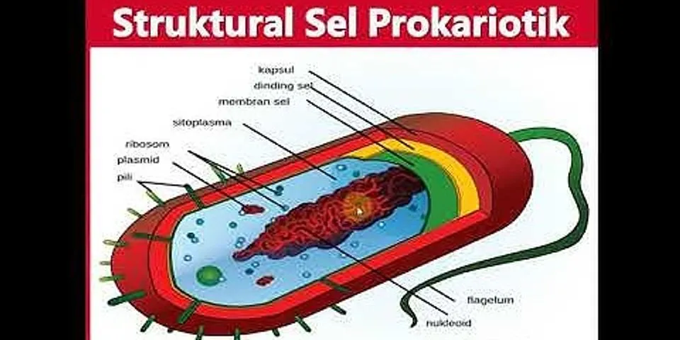 Jelaskan apa yang dimaksud dengan sel eukariotik dan berikan contohnya